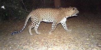 leopard