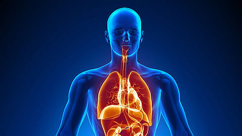 Body Organs