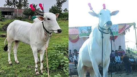 ..अन् हांडे कुटुंब हळहळलं; 'राजा'च्या अकाली मृत्यूनं बसला चटका  