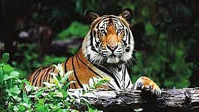 tiger