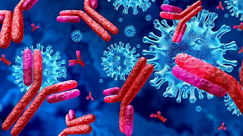 corona antibodies