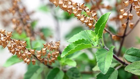  tulsi 