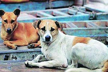 बजाज फाउंडेशन करणार शहरातील भटक्या श्‍वानाचे मोफत निर्बिजीकरण 