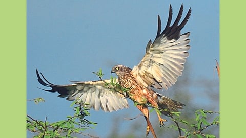 winter birds have arrived at nandur madhameshwar bird sanctuary 