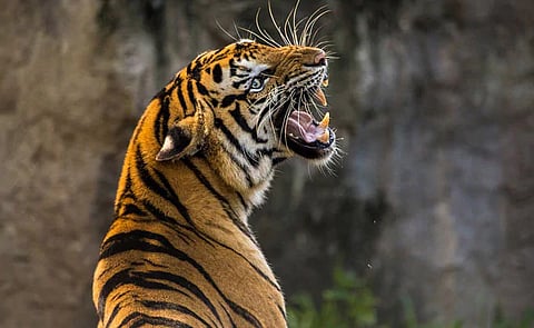 महाराष्ट्रात वाघाच्या हल्ल्यात सर्वाधिक मृत्यू 