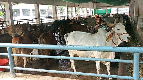 Cow