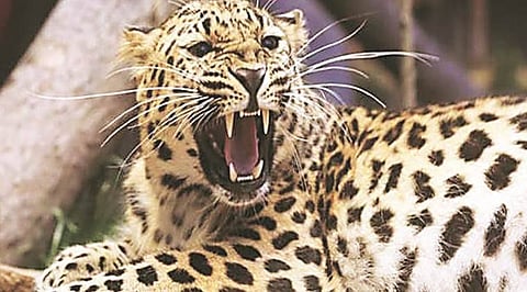 Leopard Attack News