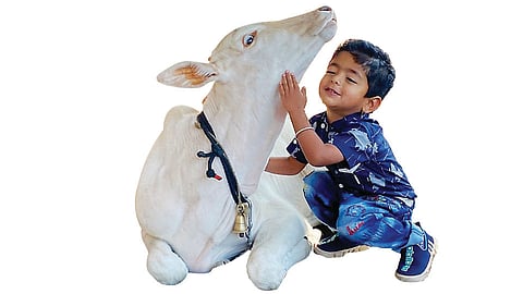 Cow Cuddling