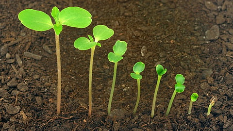 Life Sequence