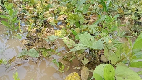 पेरणीला आला अन्‌ आता काढणीलाच बरसला! उडदाच्या चार शेंगाही गेल्या पाण्यात