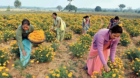 Marigold File Photo