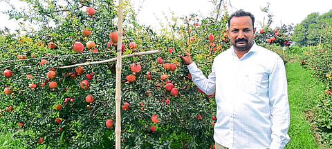 shashikant shinde is earning rs 9 lakh a month from pomegranate farming 