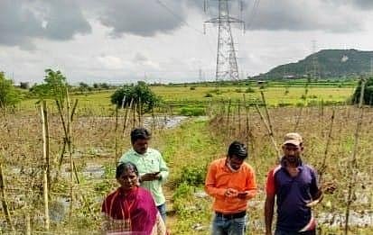जालना : कपाशीचा एकाच वेचणीत खराटा 
