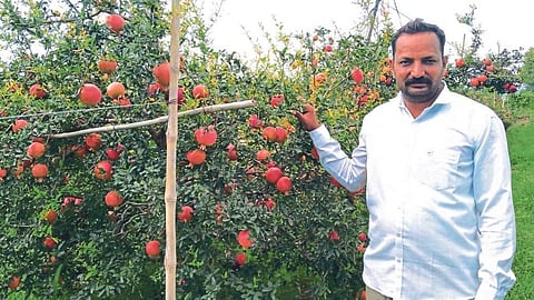 5 एकर डाळिंबाचे झाले चक्क 65 लाख! शेतकरी 
तरुणाची कथा