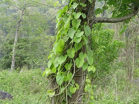 gulwel