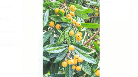 Medlar Tree