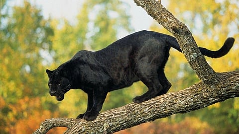 Black Panther