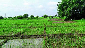 Onion Crop