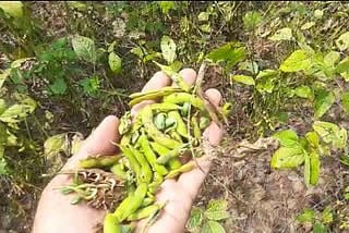 soyabean 