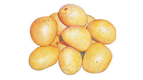 Mango