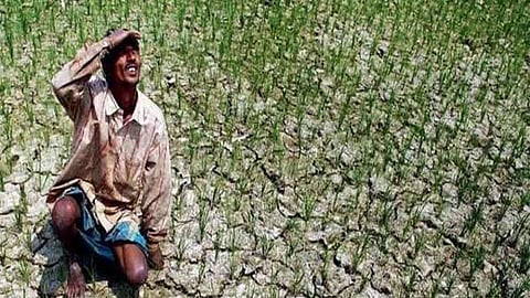 Farmer