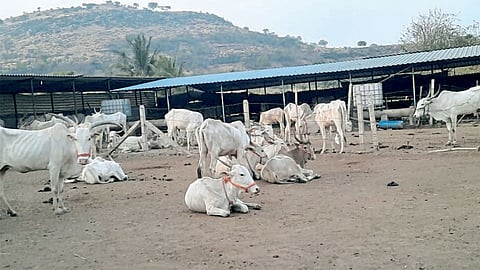 Cow