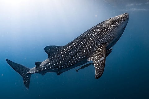 whale fish