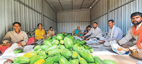 करुन दाखवलच! पपईची यशस्वी लागवड; एकरी घेतोय लाखोंच पीक