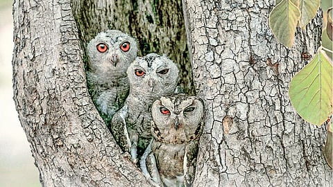Owl