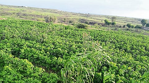 family freed from forced labor by a social organization  found success in farming