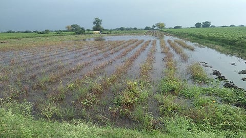 crop damage 