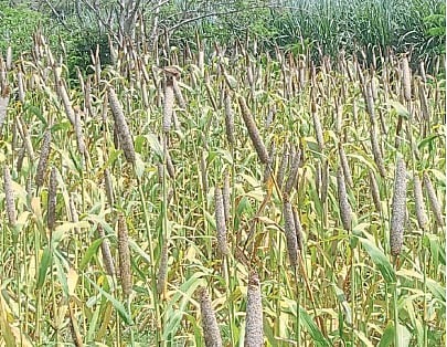 बाजरी  