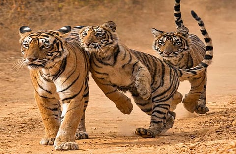 tiger