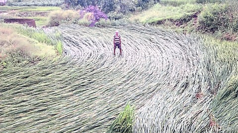Rain Damage paddy farming