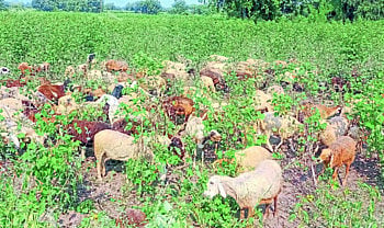 Cotton Crop