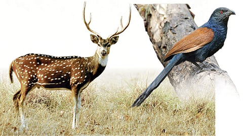 Deer and Bird