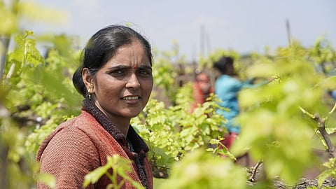 Suvarna kushare