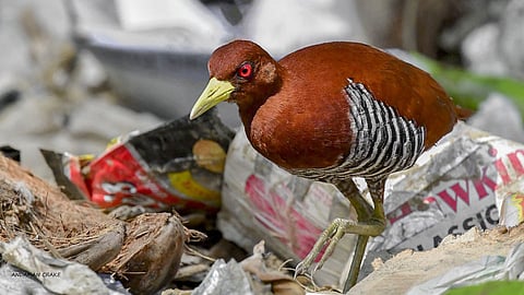 Bird