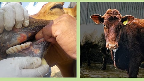 Vaccination