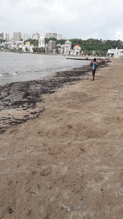 मुंबई : समुद्र किनारे पुन्हा काळवंडले; तिसऱ्यांदा तेल गळती