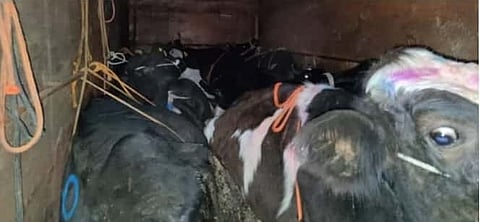 इंदापूर : पोलीसांनी कत्तलखान्यात नेण्यात येत असलेल्या गाई म्हशीची केली सुटका 