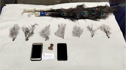 wildlife organs