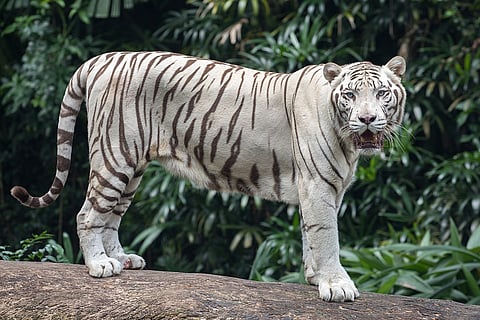 कात्रज प्राणीसंग्रहालयातील प्रियदर्शनी वाघिणीचे निधन