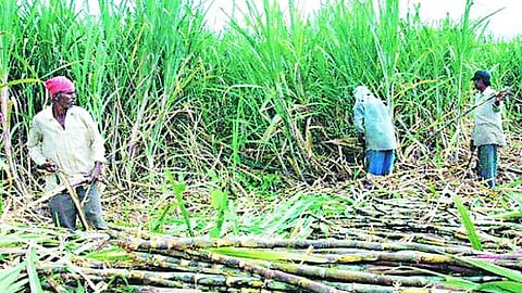sugar cane workers