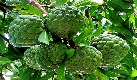 Custard apple
