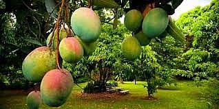 mango