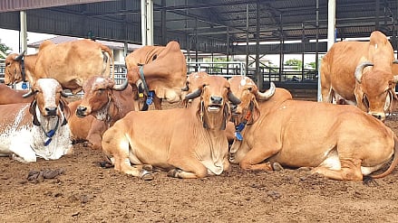 cow