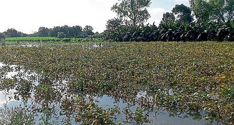 Nanded : शेतकऱ्यांच्या स्वप्नांचा झाला चुराडा