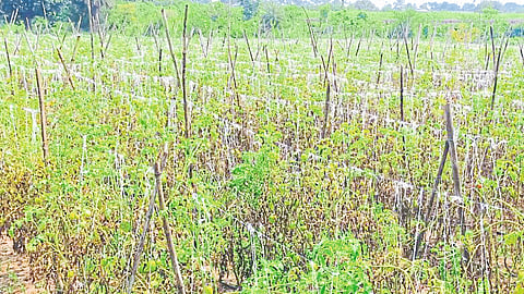 return rains hit 15000 hectares of tomato crop in Dindori taluka