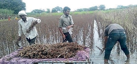 farming damaged